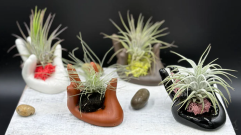 Little potted plants