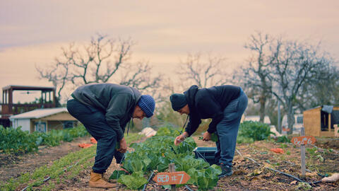 Two people harvesting greens in a community garden.